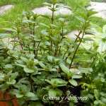 menta chocolate